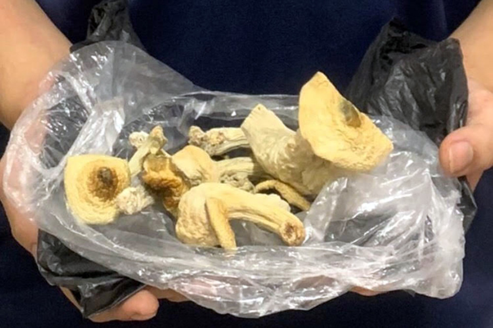 Cần sa, nấm 'thần' bủa vây giới trẻ ảnh 2