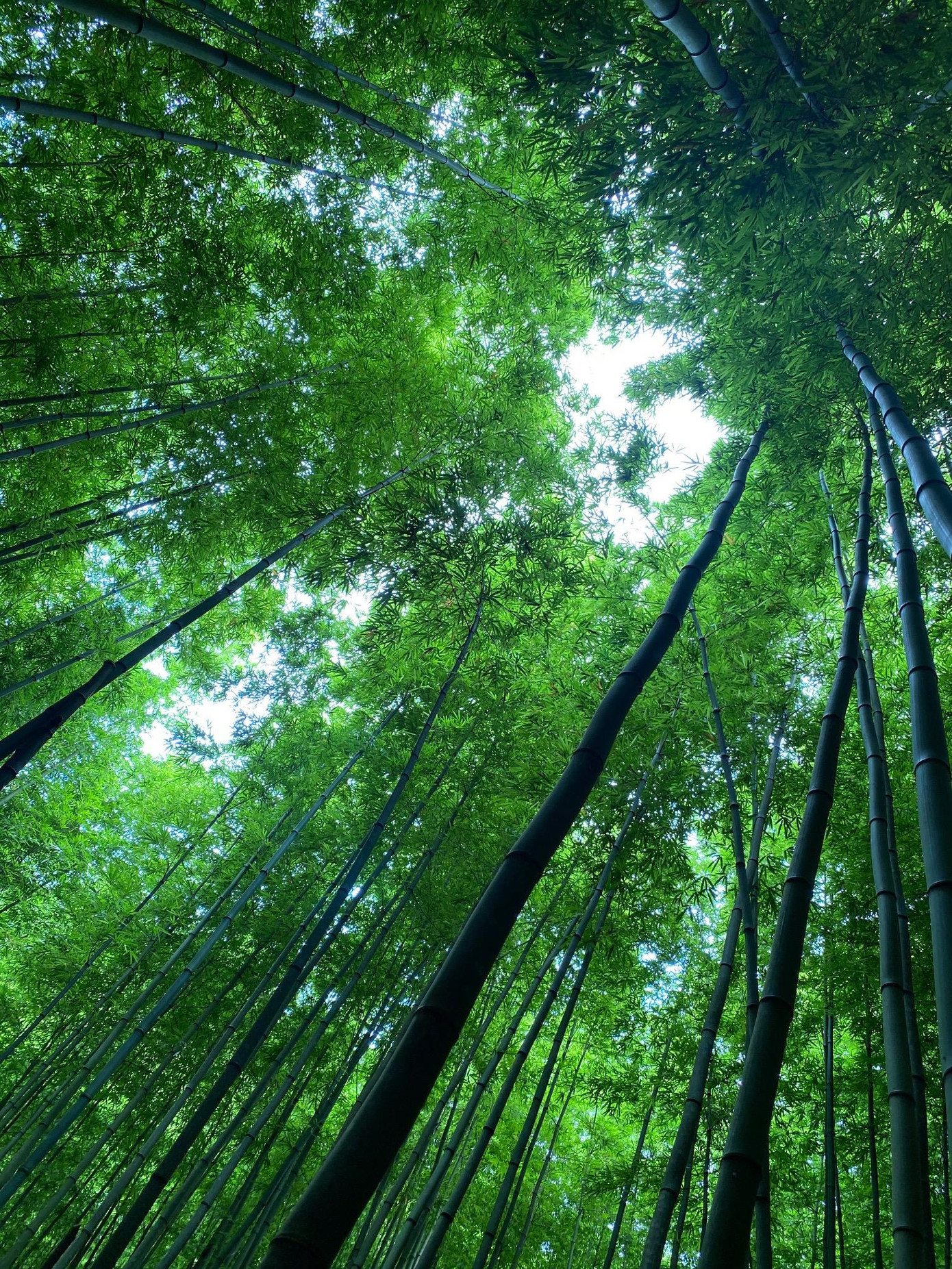 Mù Cang Chải không xa ảnh 5