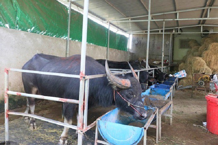 Thu hàng trăm triệu đồng mỗi năm bằng nghề vỗ béo trâu, bò ảnh 1