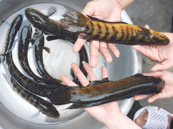 Những điều chưa biết ở chùa Tam Chúc ảnh 1