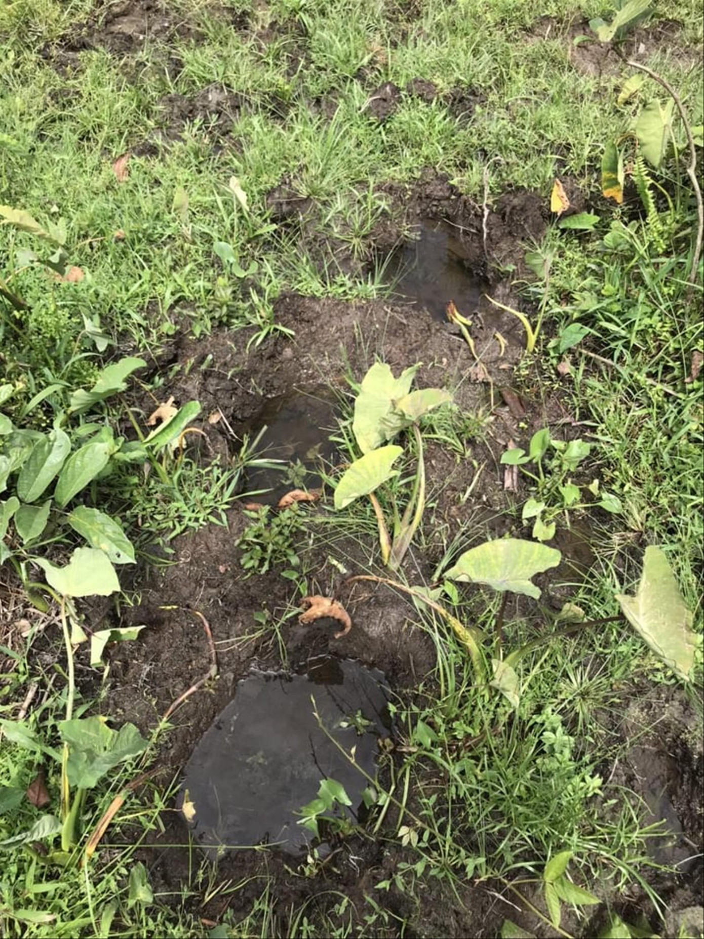 Tháo chạy vì voi rừng ảnh 1