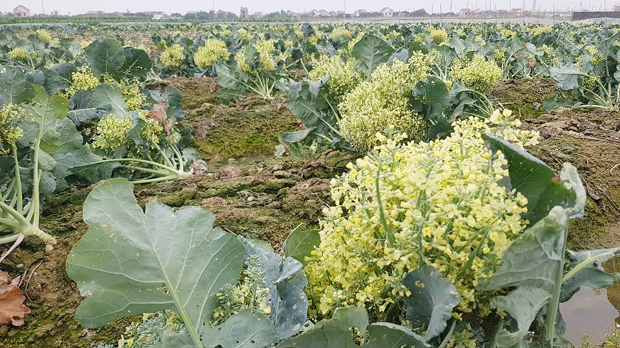 Nông sản ở Hải Dương chờ giải cứu ảnh 2