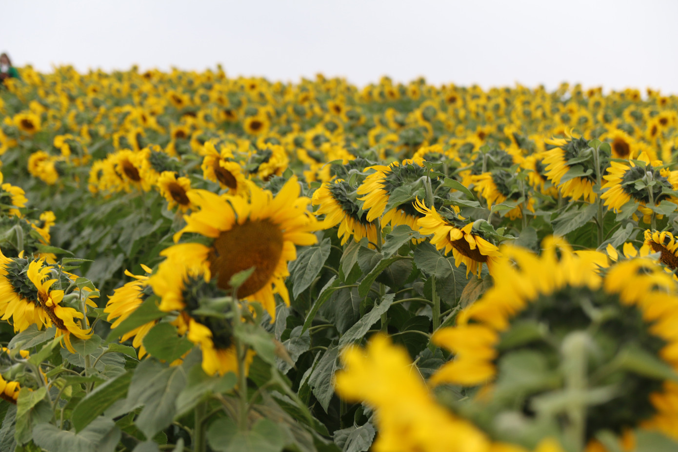 Mở cửa cánh đồng hoa hướng dương rộng nhất Việt Nam ảnh 5