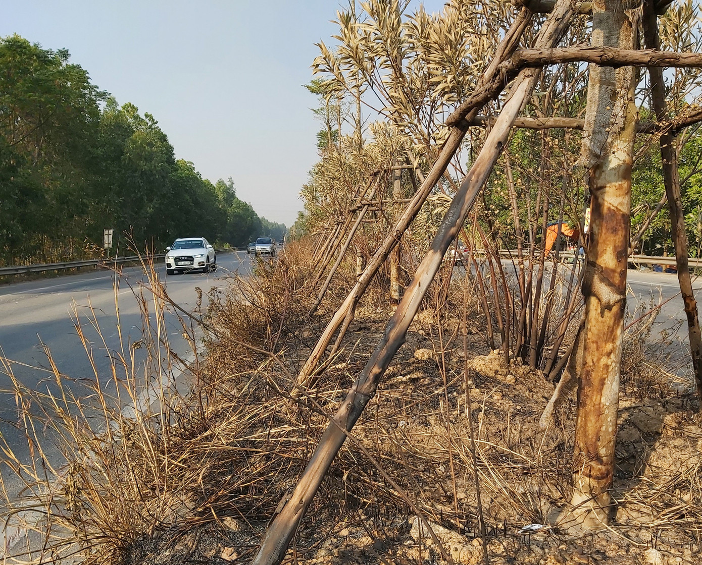 Nhiều cây xanh trên Quốc lộ 18 bất ngờ bị đốt cháy rụi ảnh 6