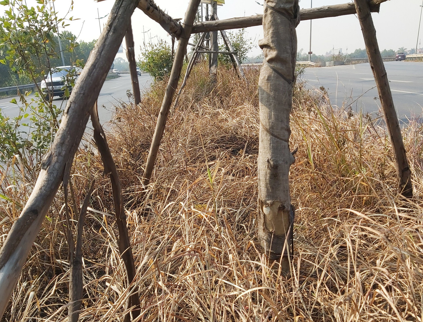 Nhiều cây xanh trên Quốc lộ 18 bất ngờ bị đốt cháy rụi ảnh 2