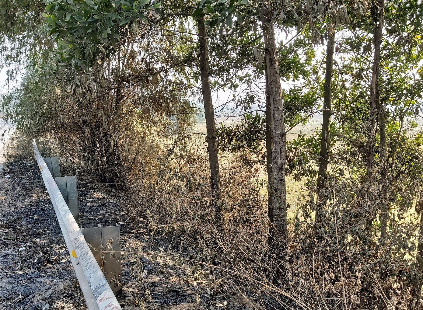 Nhiều cây xanh trên Quốc lộ 18 bất ngờ bị đốt cháy rụi ảnh 8