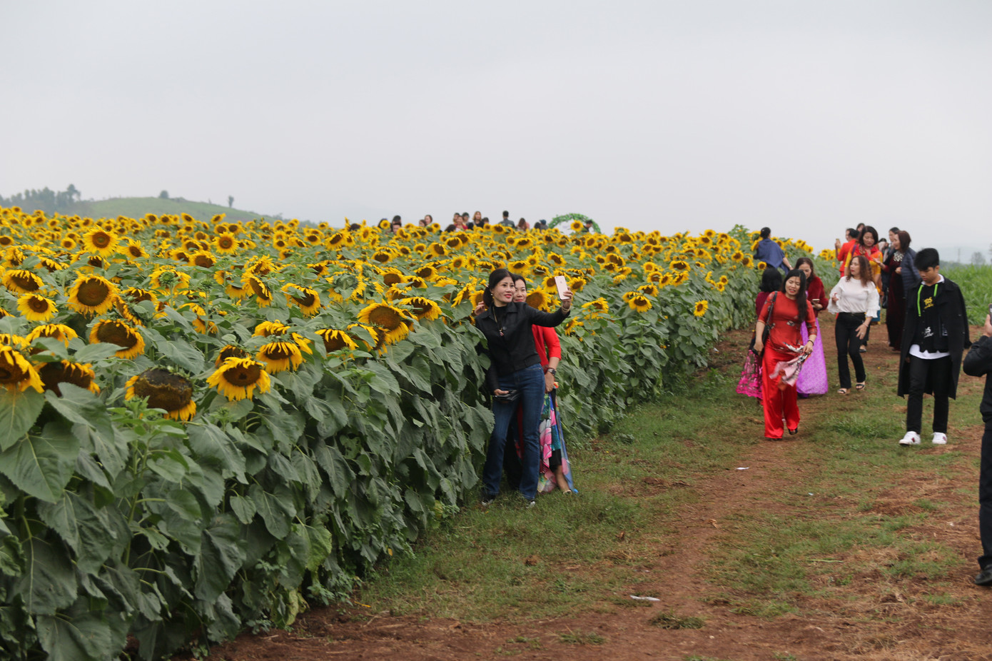 Mở cửa cánh đồng hoa hướng dương rộng nhất Việt Nam ảnh 4