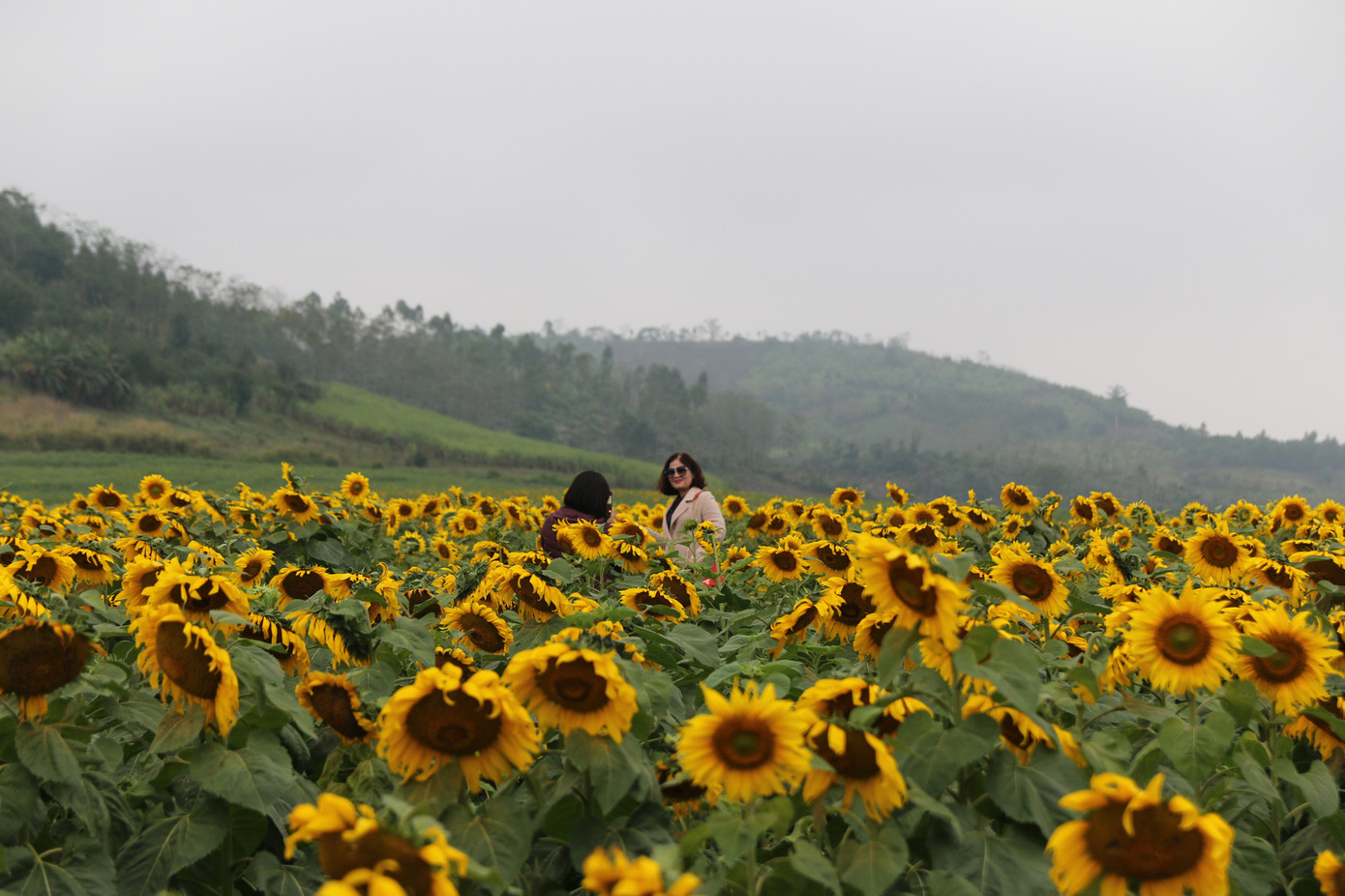 Mở cửa cánh đồng hoa hướng dương rộng nhất Việt Nam ảnh 7