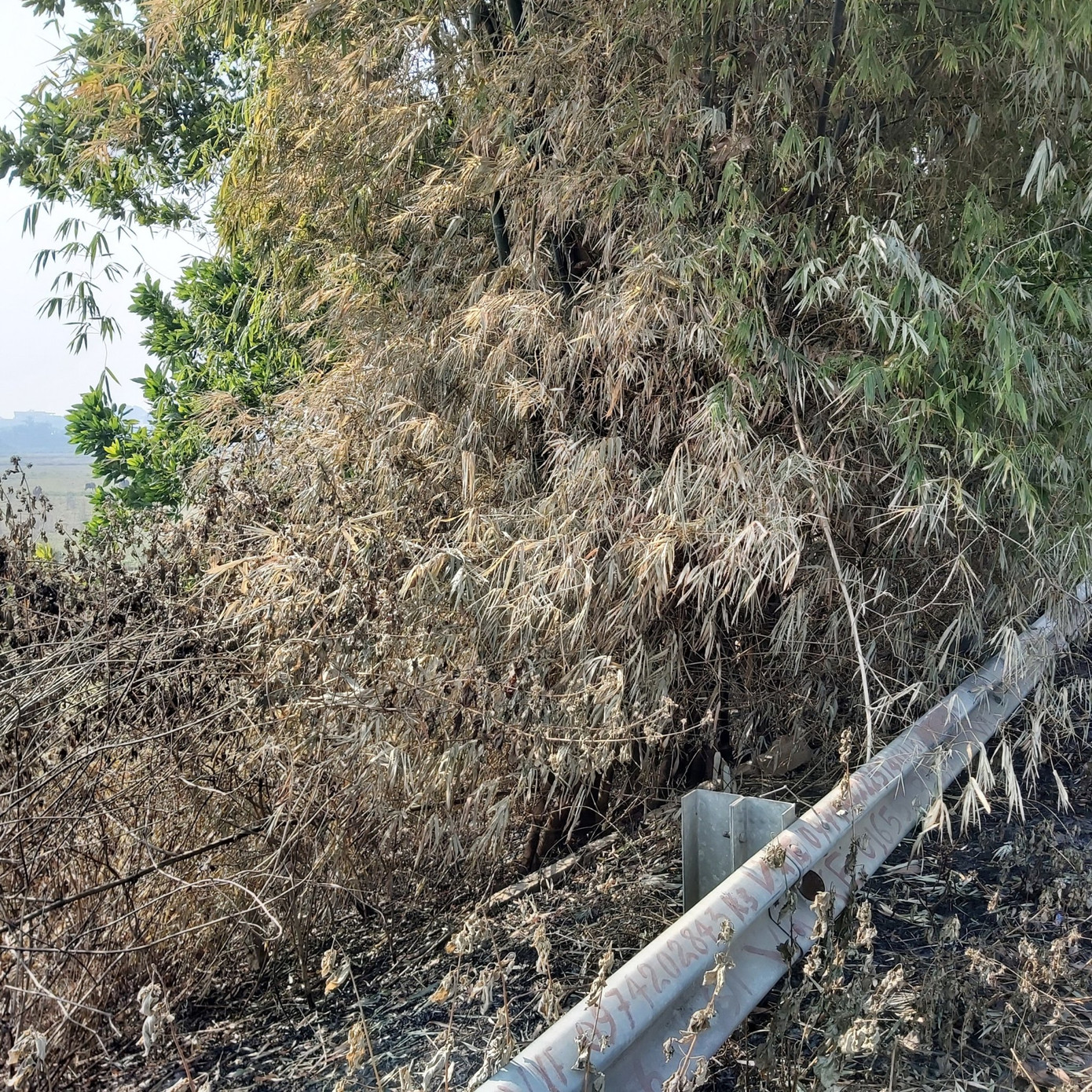 Nhiều cây xanh trên Quốc lộ 18 bất ngờ bị đốt cháy rụi ảnh 7