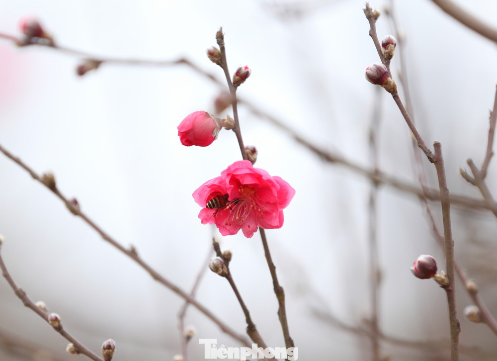 Làng đào Nhật Tân vào mùa ảnh 7