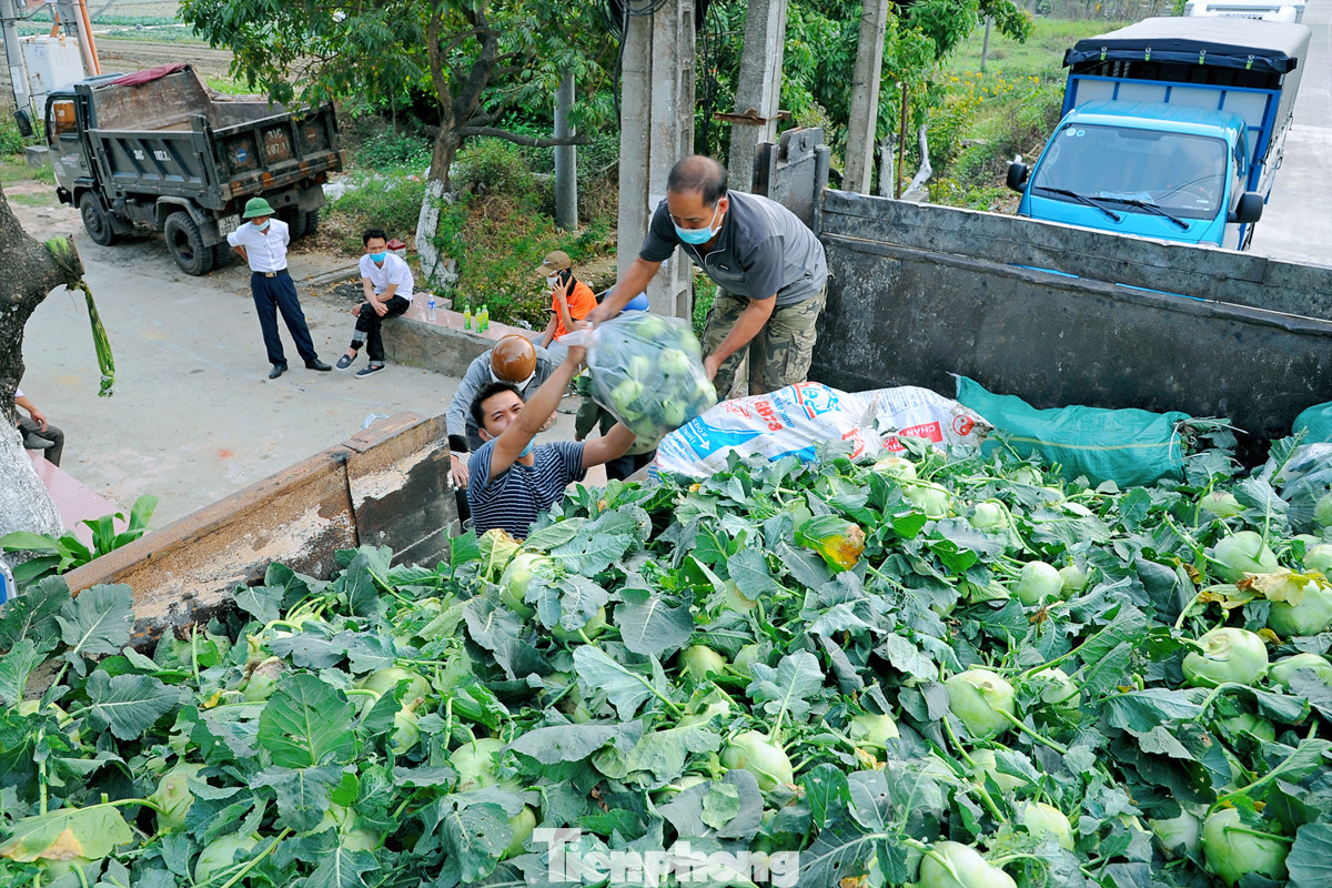 Hải Dương: Thu hoạch nông sản trong vùng phong tỏa COVID-19 ảnh 7