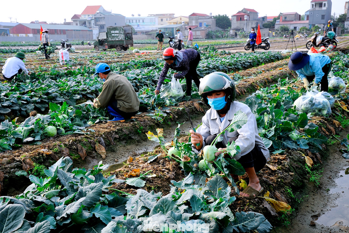 Hải Dương: Thu hoạch nông sản trong vùng phong tỏa COVID-19 ảnh 3
