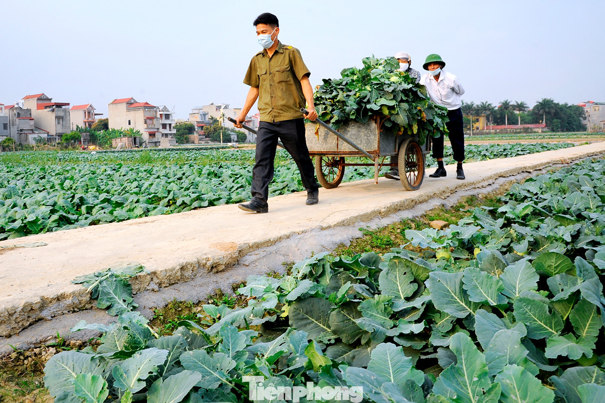 Hải Dương: Thu hoạch nông sản trong vùng phong tỏa COVID-19 ảnh 4