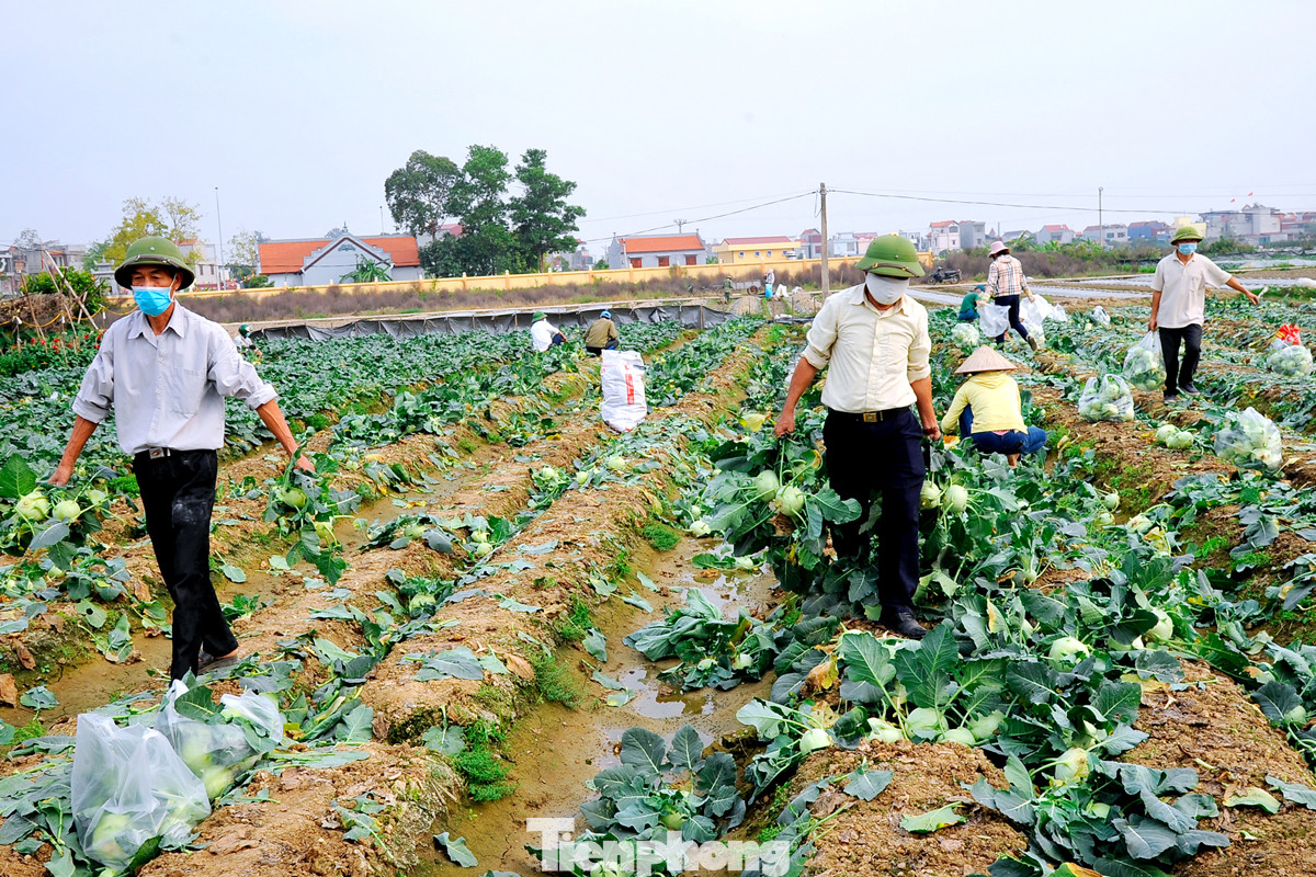 Hải Dương: Thu hoạch nông sản trong vùng phong tỏa COVID-19 ảnh 2