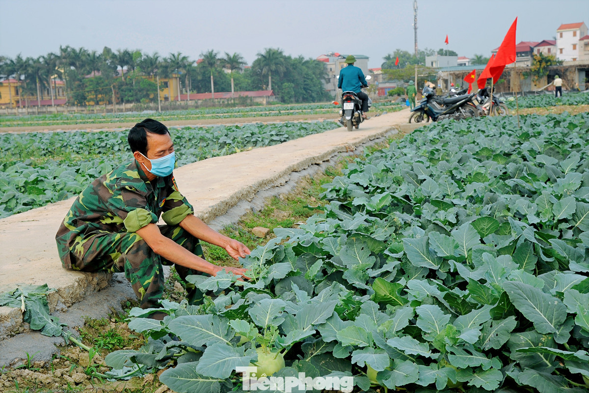 Hải Dương: Thu hoạch nông sản trong vùng phong tỏa COVID-19 ảnh 6