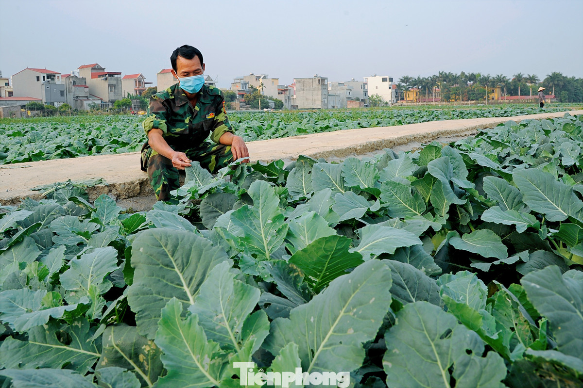 Hải Dương: Thu hoạch nông sản trong vùng phong tỏa COVID-19 ảnh 5