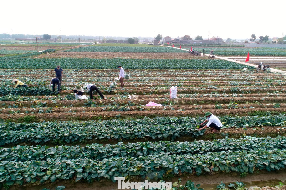Hải Dương: Thu hoạch nông sản trong vùng phong tỏa COVID-19 ảnh 1