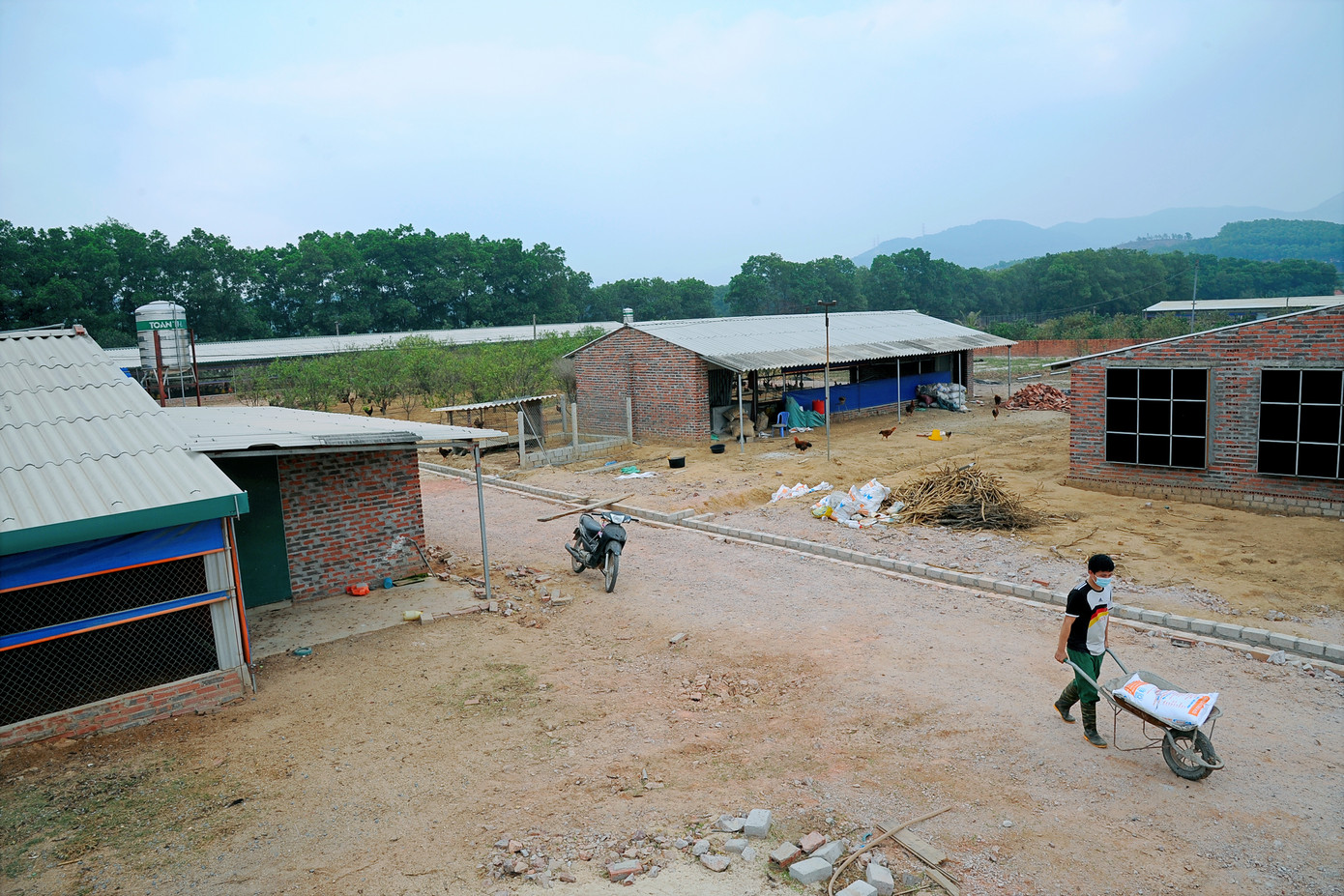 Hải Dương: Gà đồi Chí Linh gặp khó do COVID-19 ảnh 1