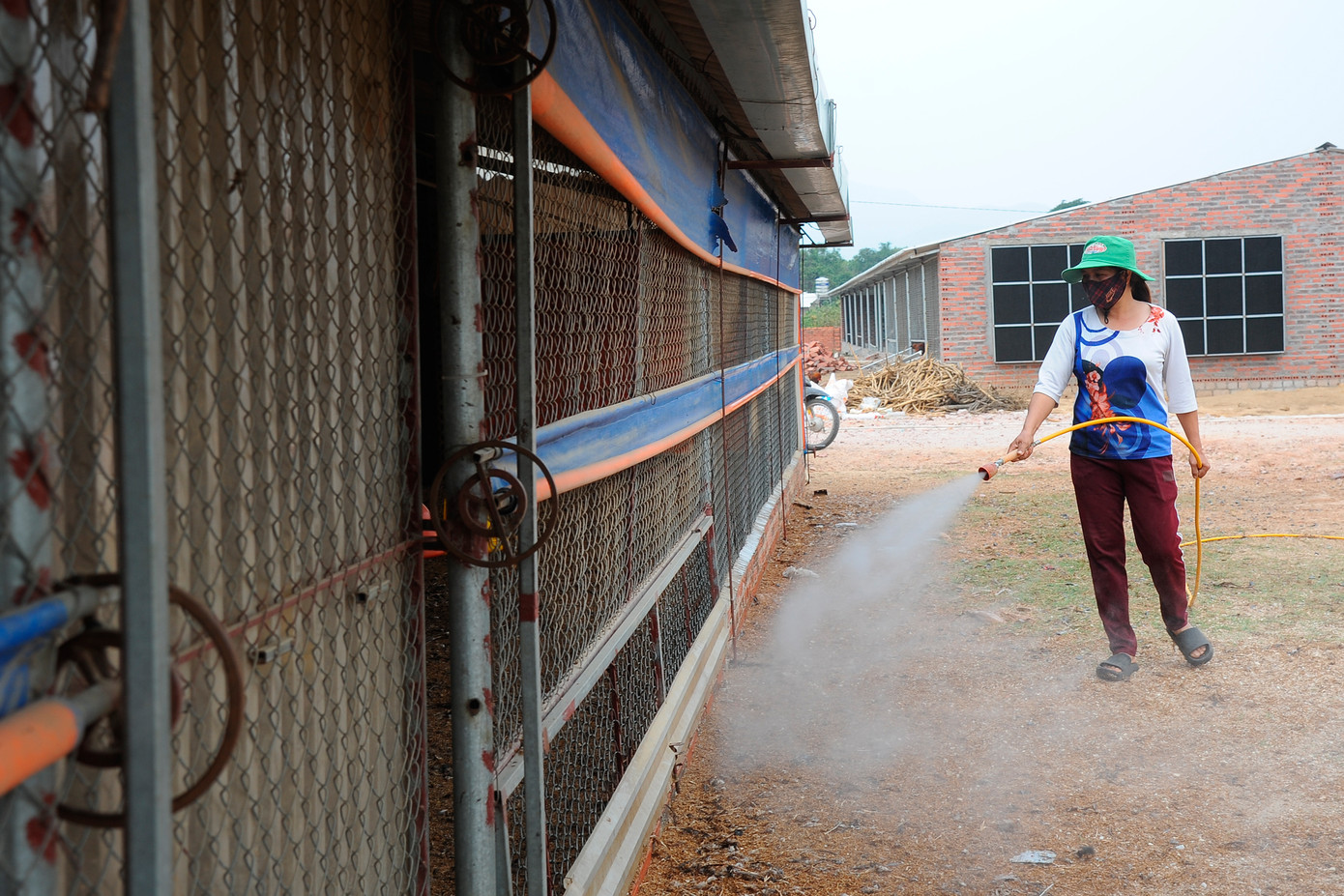 Hải Dương: Gà đồi Chí Linh gặp khó do COVID-19 ảnh 5