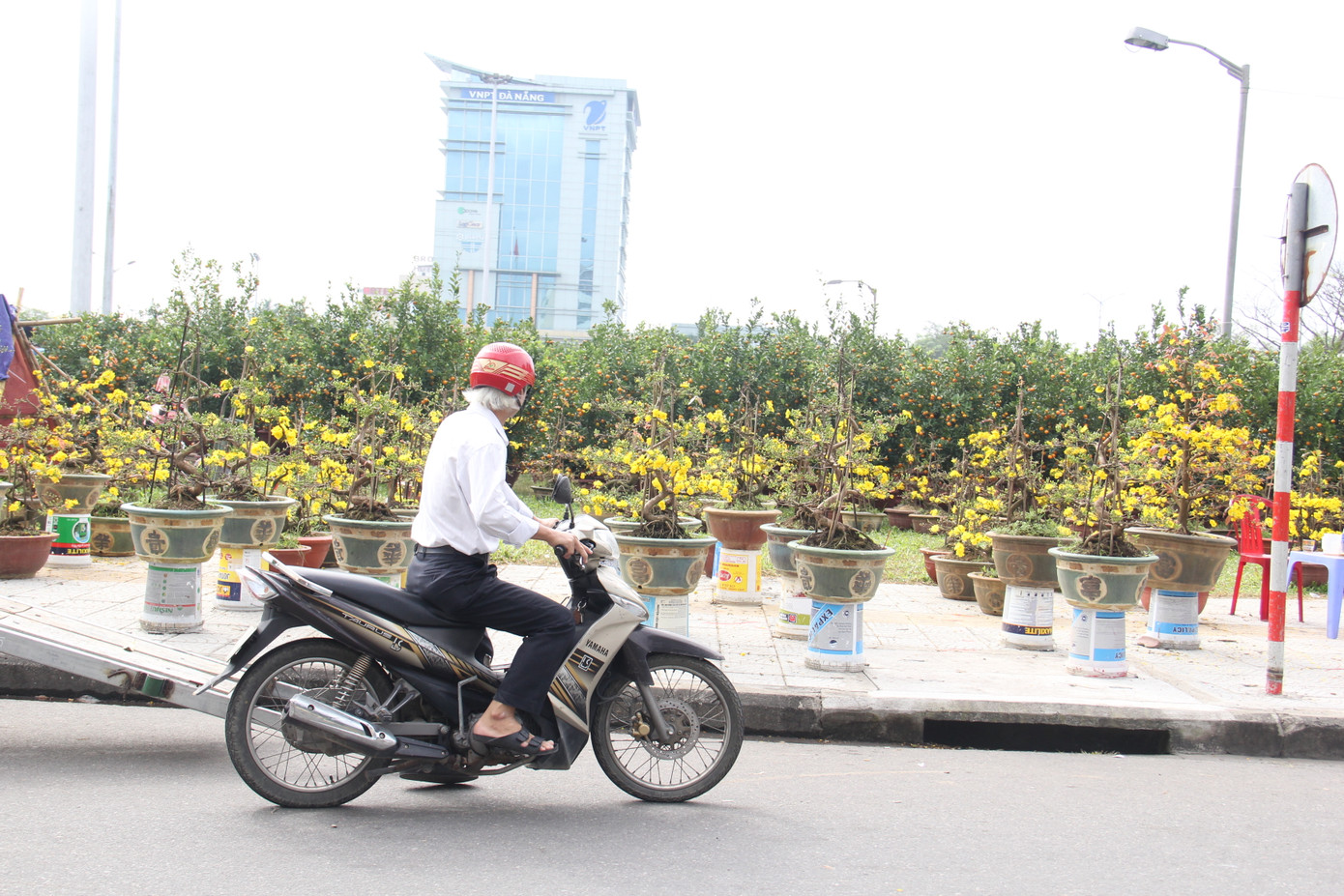 Đà Nẵng: Hoa mai thi nhau 'cười', người bán mếu ảnh 1