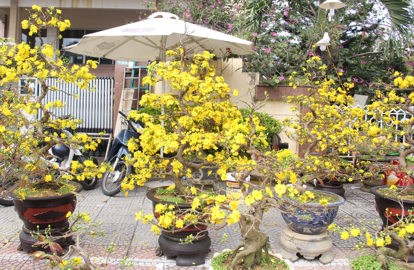 Đà Nẵng: Hoa mai thi nhau 'cười', người bán mếu ảnh 7