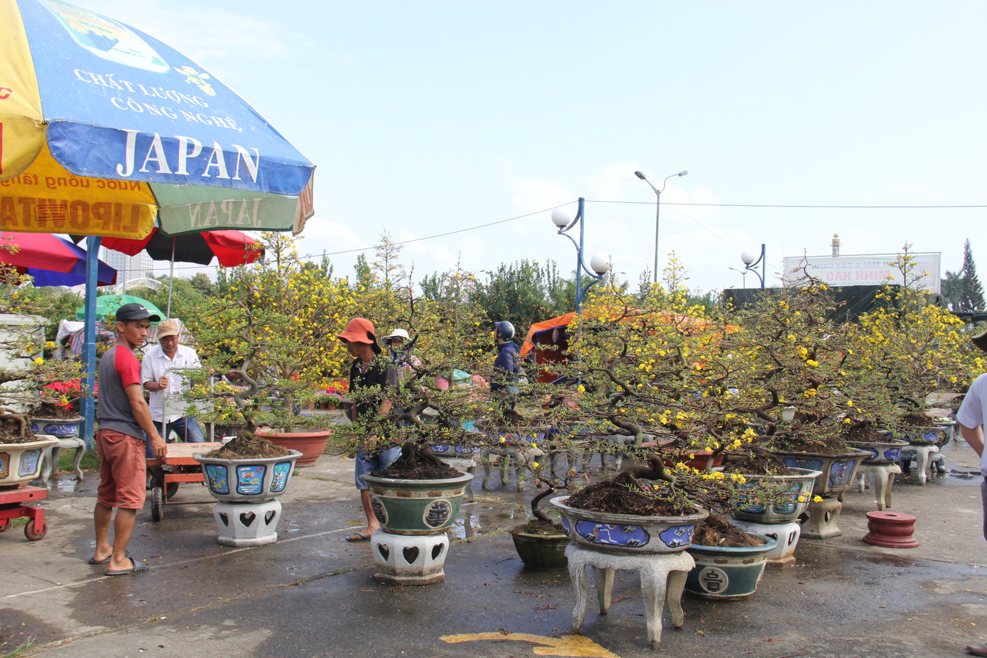 Đà Nẵng: Hoa mai thi nhau 'cười', người bán mếu ảnh 10