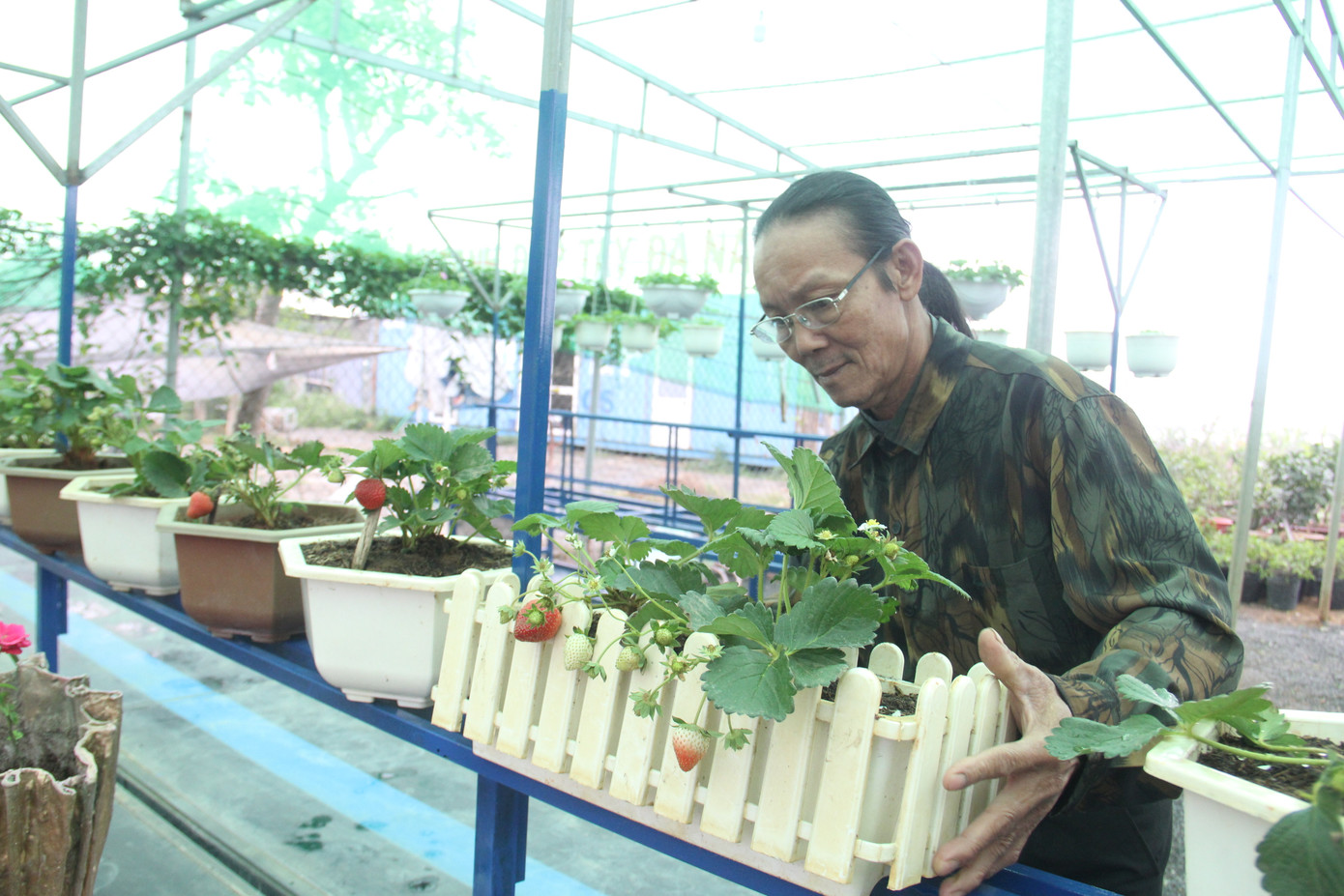 Đà Nẵng: Hoa thường rớt giá, hoa 'sang' lo ế ảnh 1