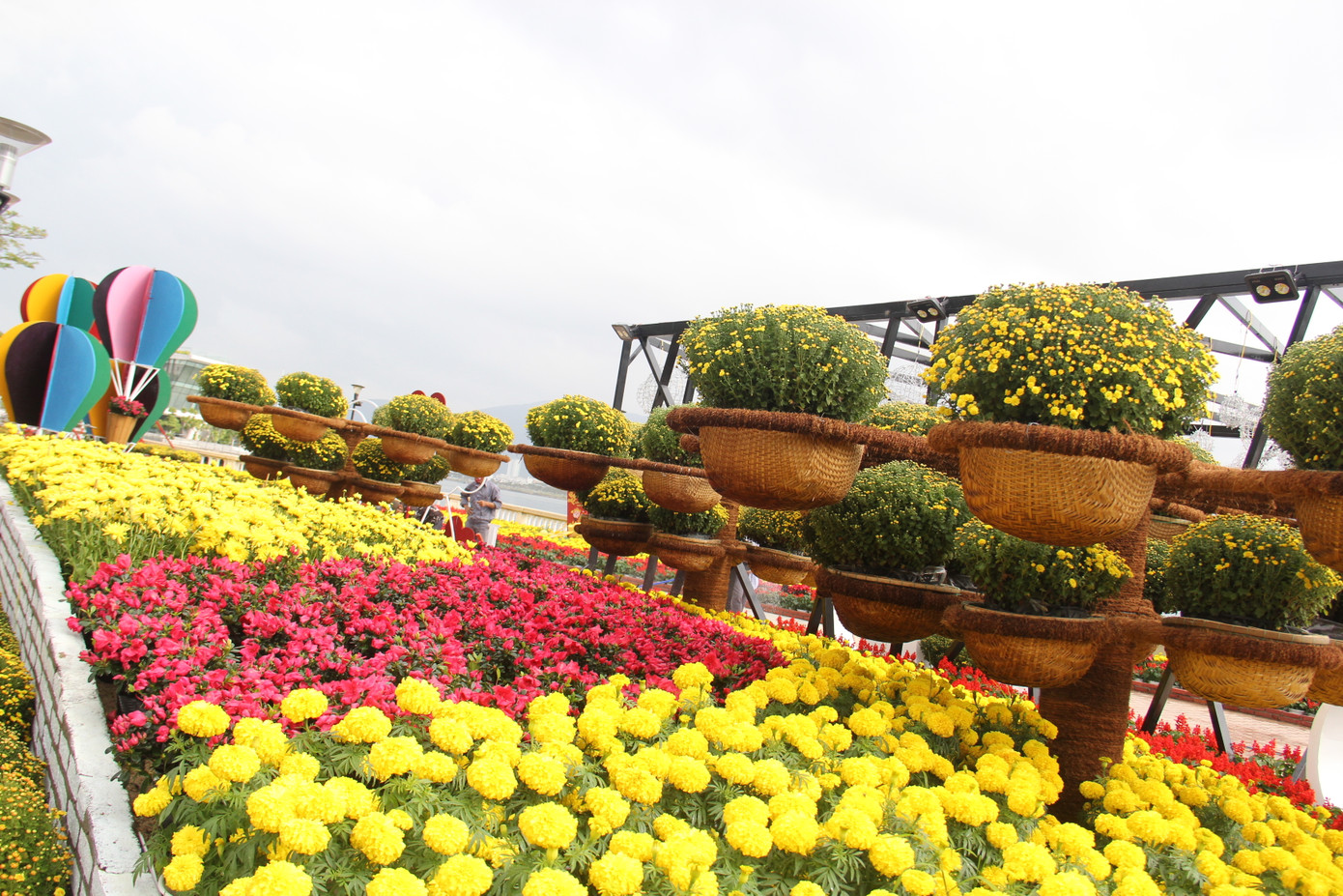 Đường hoa xuân Đà Nẵng hút nhiều ‘hội bạn tóc bạc’ đến sớm ảnh 10