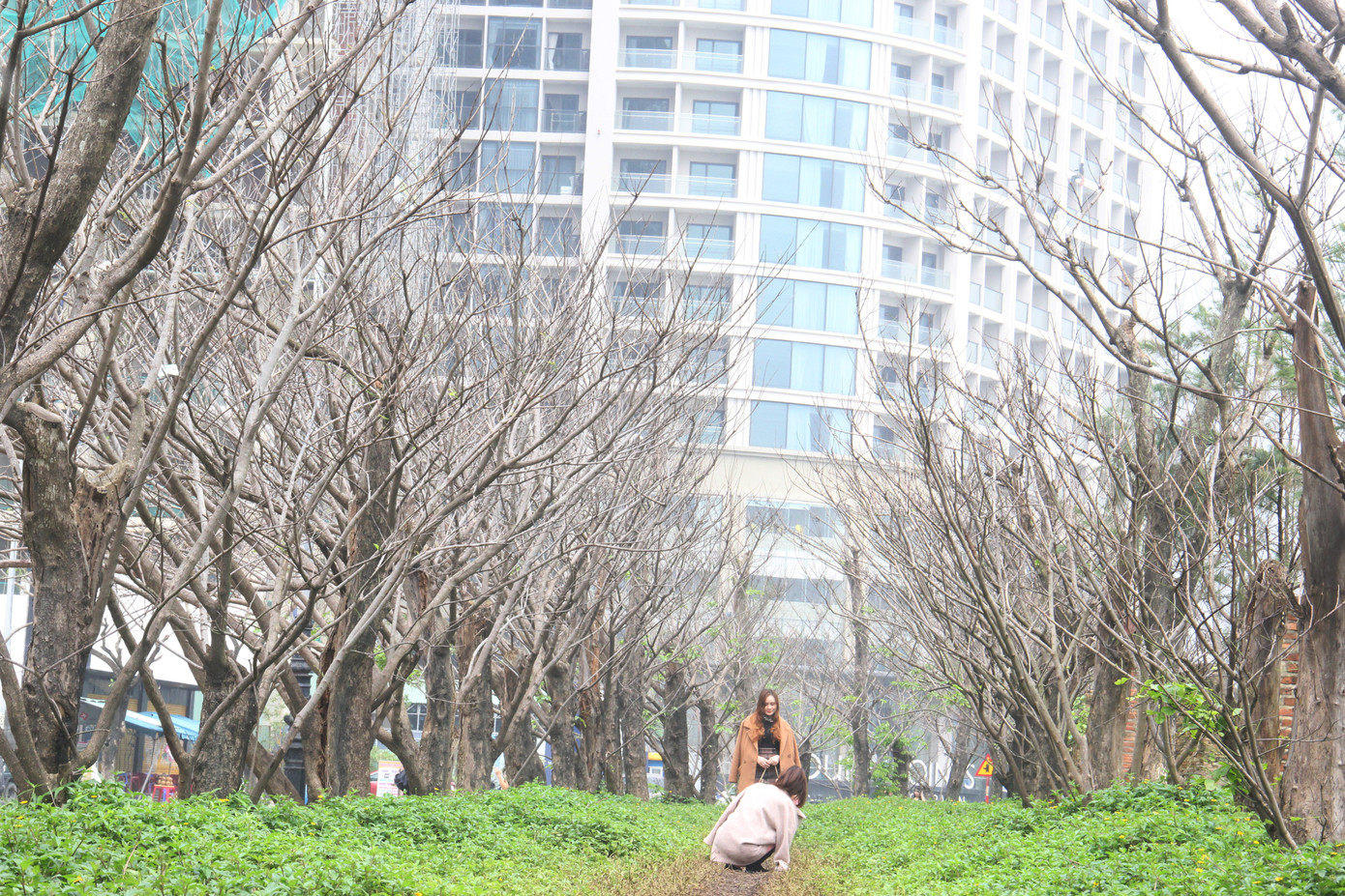 Đông đảo bạn trẻ 'check in' hàng cây mùa đông lạ mắt ven biển Đà Nẵng ảnh 1