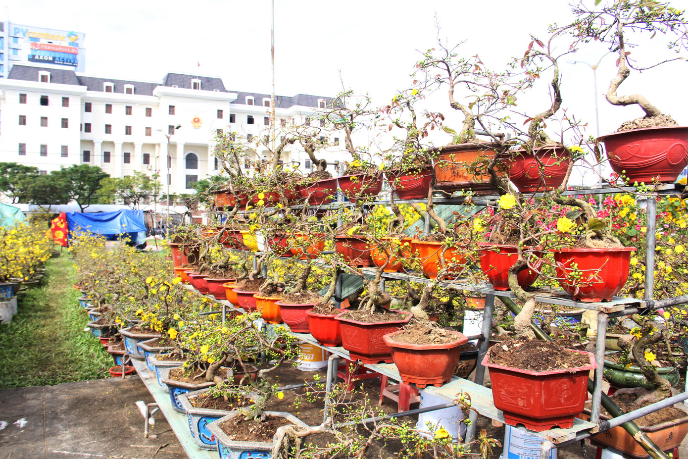Đà Nẵng: Hoa mai thi nhau 'cười', người bán mếu ảnh 9
