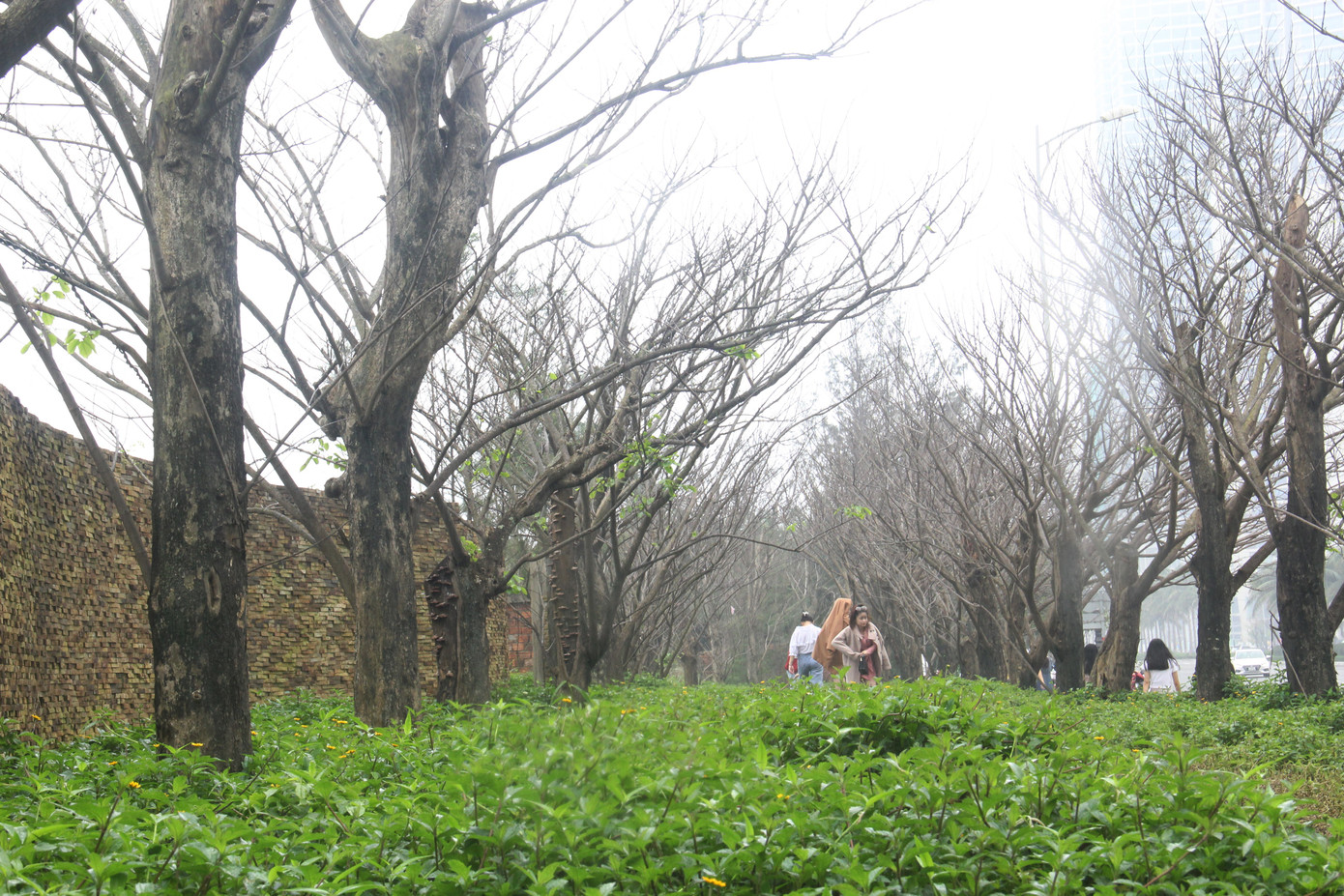 Đông đảo bạn trẻ 'check in' hàng cây mùa đông lạ mắt ven biển Đà Nẵng ảnh 7