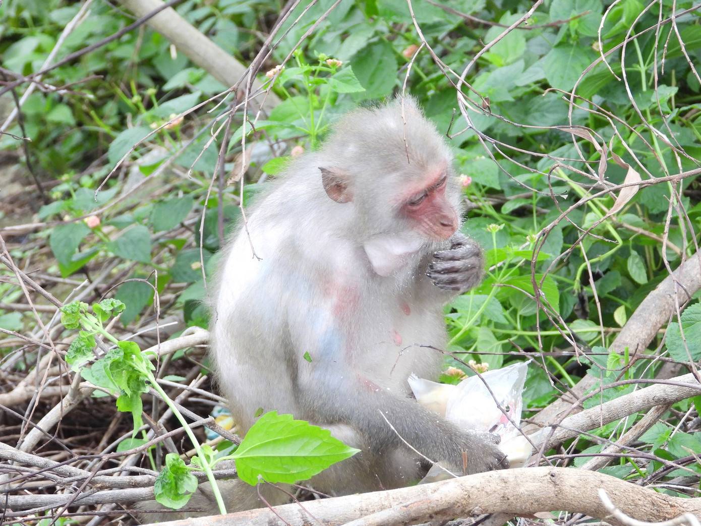 Khỉ Sơn Trà kéo nhau ào xuống đường giành giật thức ăn ảnh 3