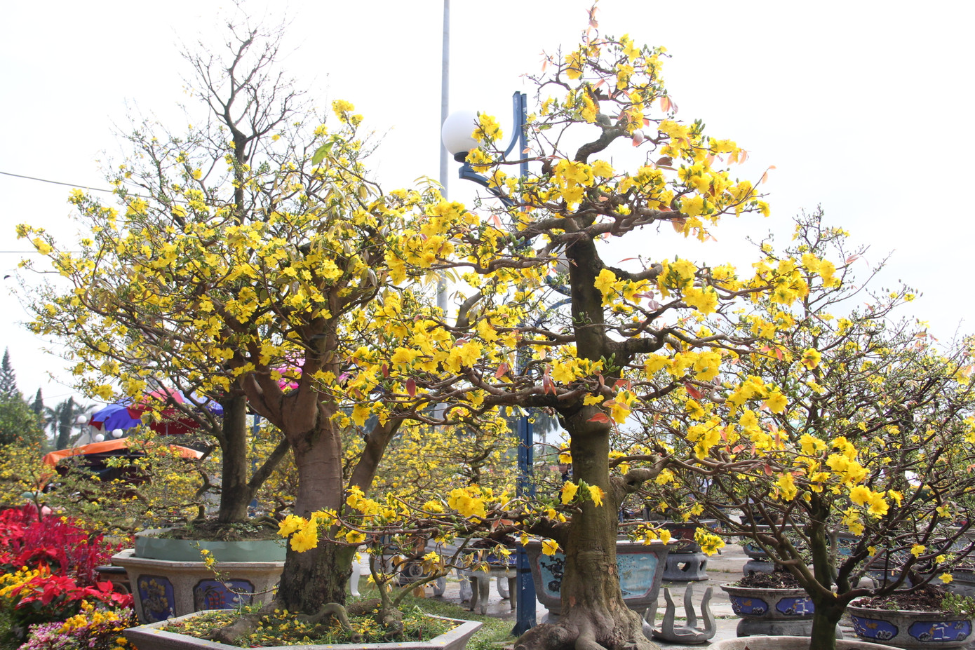 Đà Nẵng: Hoa mai thi nhau 'cười', người bán mếu ảnh 3