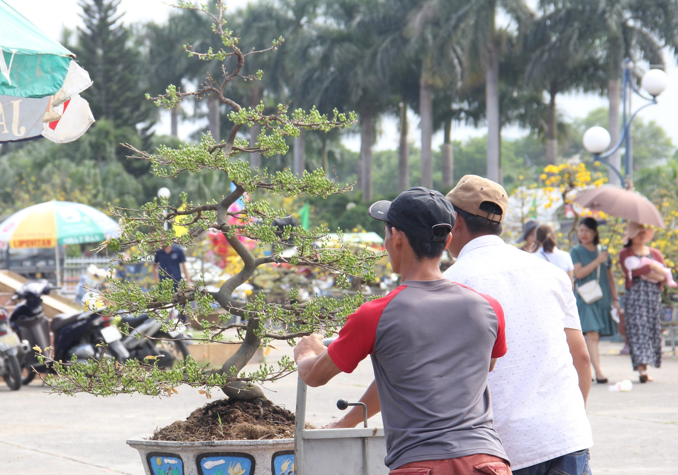 Đà Nẵng: Hoa mai thi nhau 'cười', người bán mếu ảnh 11