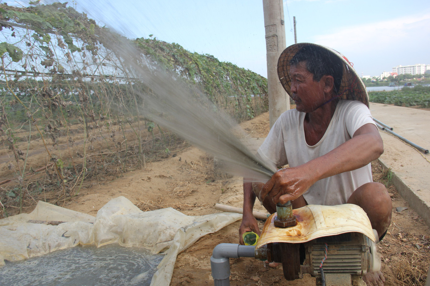 Trăm giếng khoan nhiễm mặn, vùng rau sạch lớn nhất Đà Nẵng khốn đốn ảnh 4