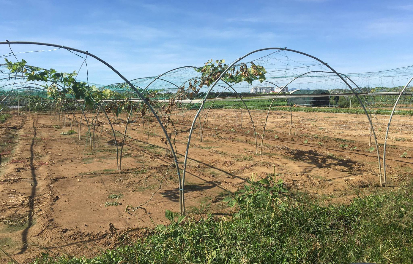 Trăm giếng khoan nhiễm mặn, vùng rau sạch lớn nhất Đà Nẵng khốn đốn ảnh 1