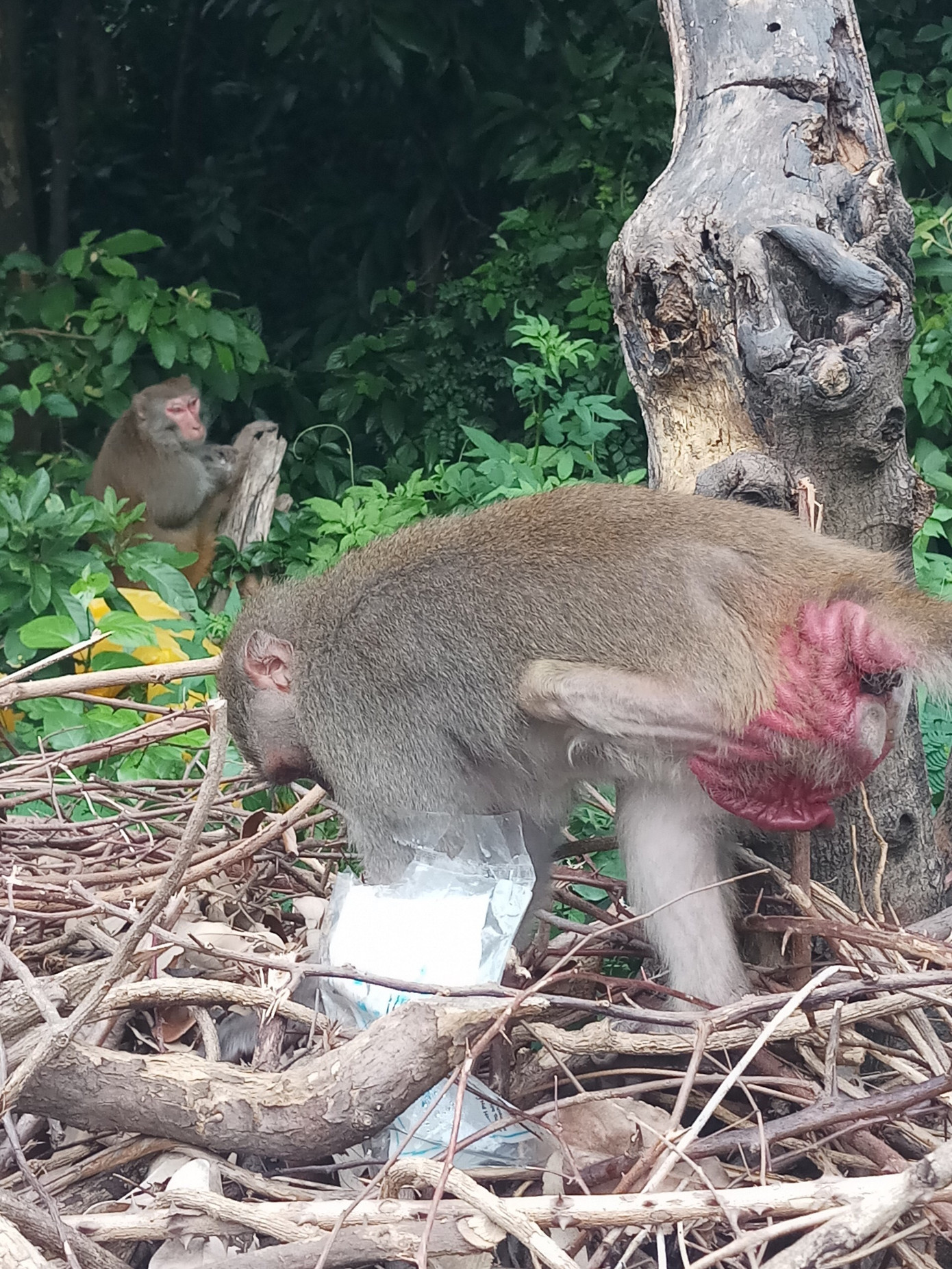 Xót xa những chú khỉ Sơn Trà mình đầy thương tích, cụt tay chân ảnh 7