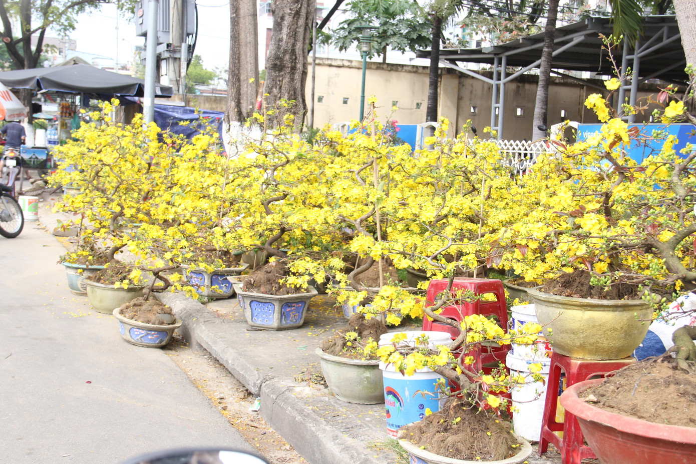 Đà Nẵng: Hoa mai thi nhau 'cười', người bán mếu ảnh 2