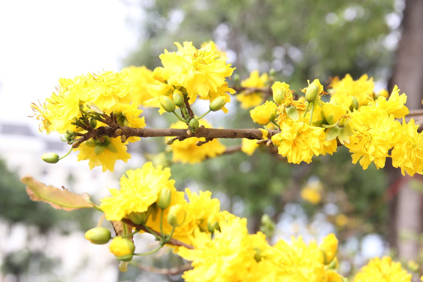 Đà Nẵng: Hoa mai thi nhau 'cười', người bán mếu ảnh 6