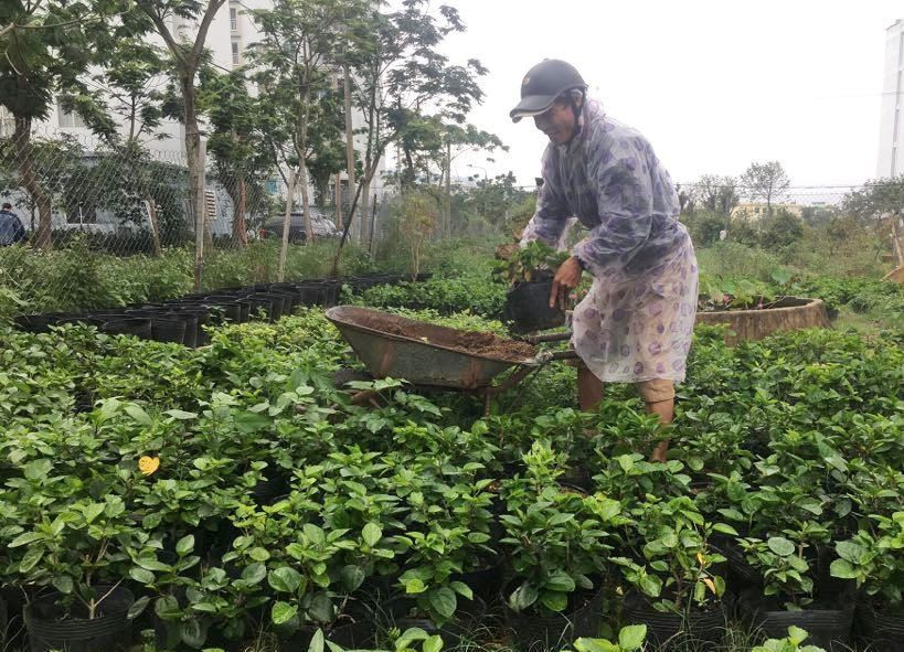 Đà Nẵng: Hoa thường rớt giá, hoa 'sang' lo ế ảnh 2