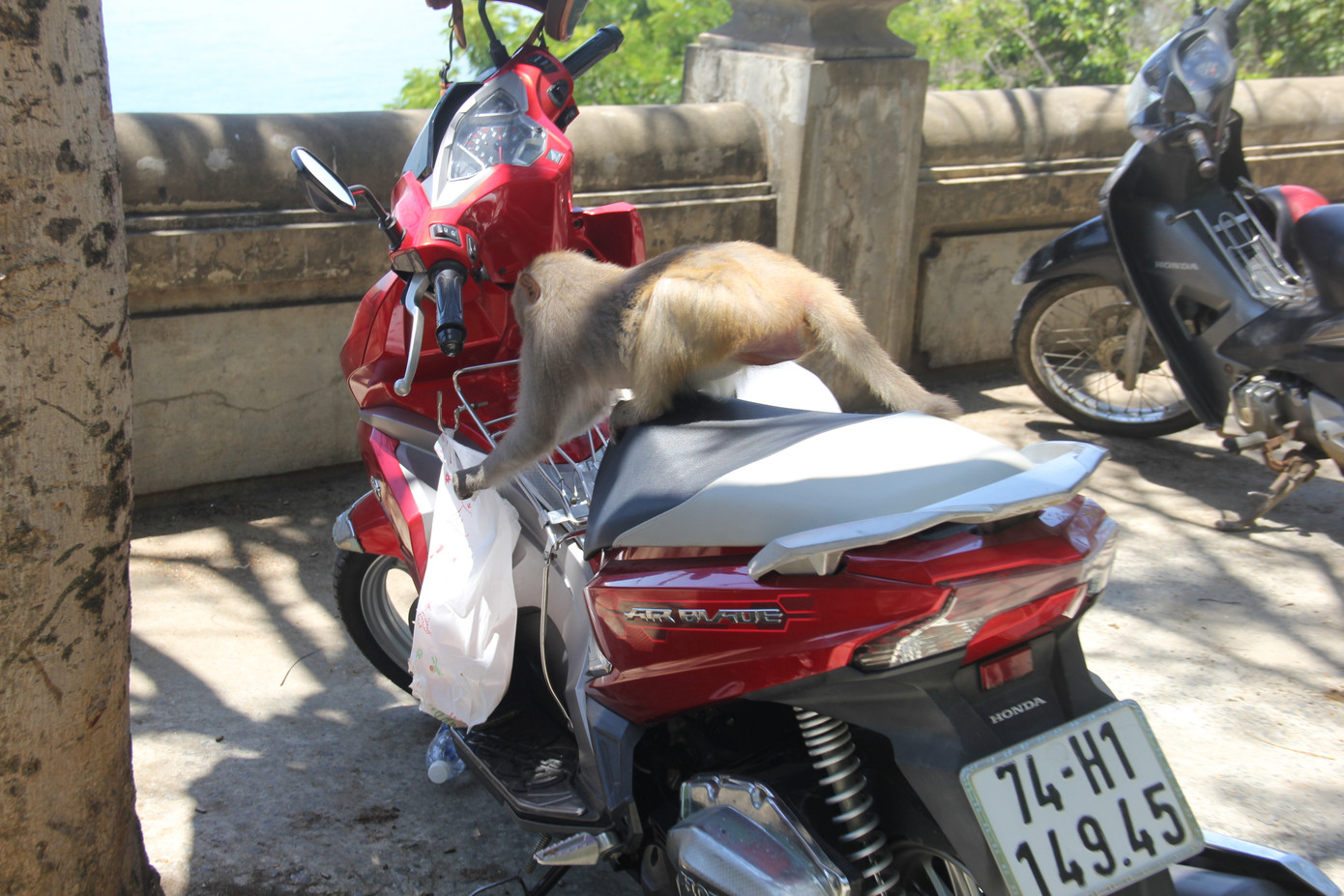 Xót xa những chú khỉ Sơn Trà mình đầy thương tích, cụt tay chân ảnh 10