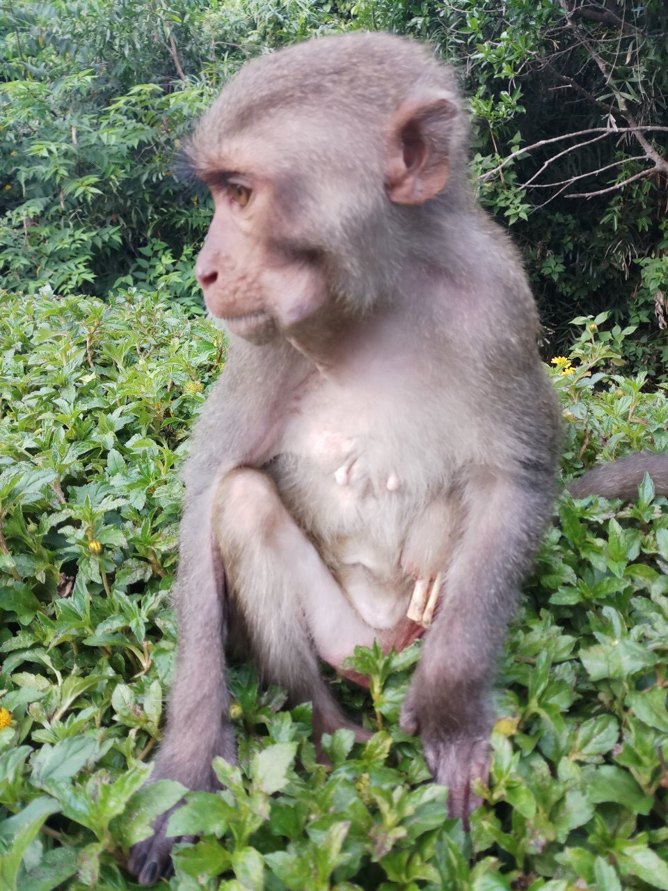 Xót xa những chú khỉ Sơn Trà mình đầy thương tích, cụt tay chân ảnh 2