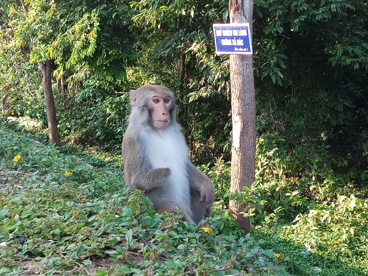 Xót xa những chú khỉ Sơn Trà mình đầy thương tích, cụt tay chân ảnh 4