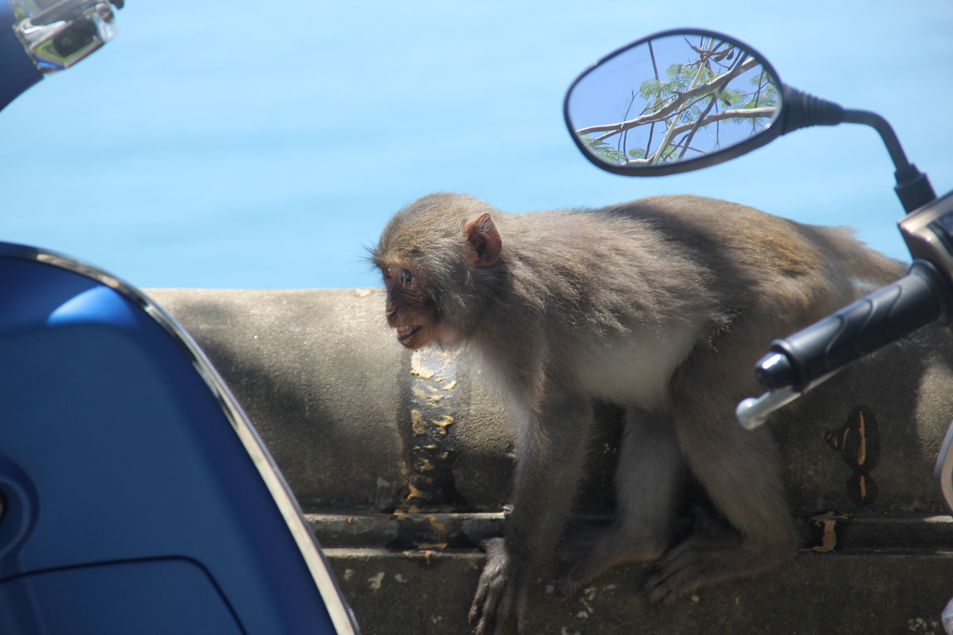 Xót xa những chú khỉ Sơn Trà mình đầy thương tích, cụt tay chân ảnh 12