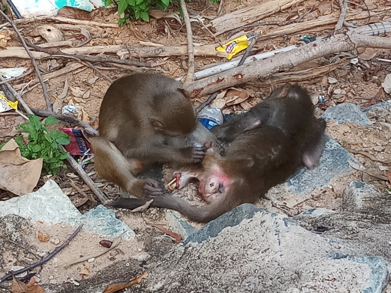 Xót xa những chú khỉ Sơn Trà mình đầy thương tích, cụt tay chân ảnh 1