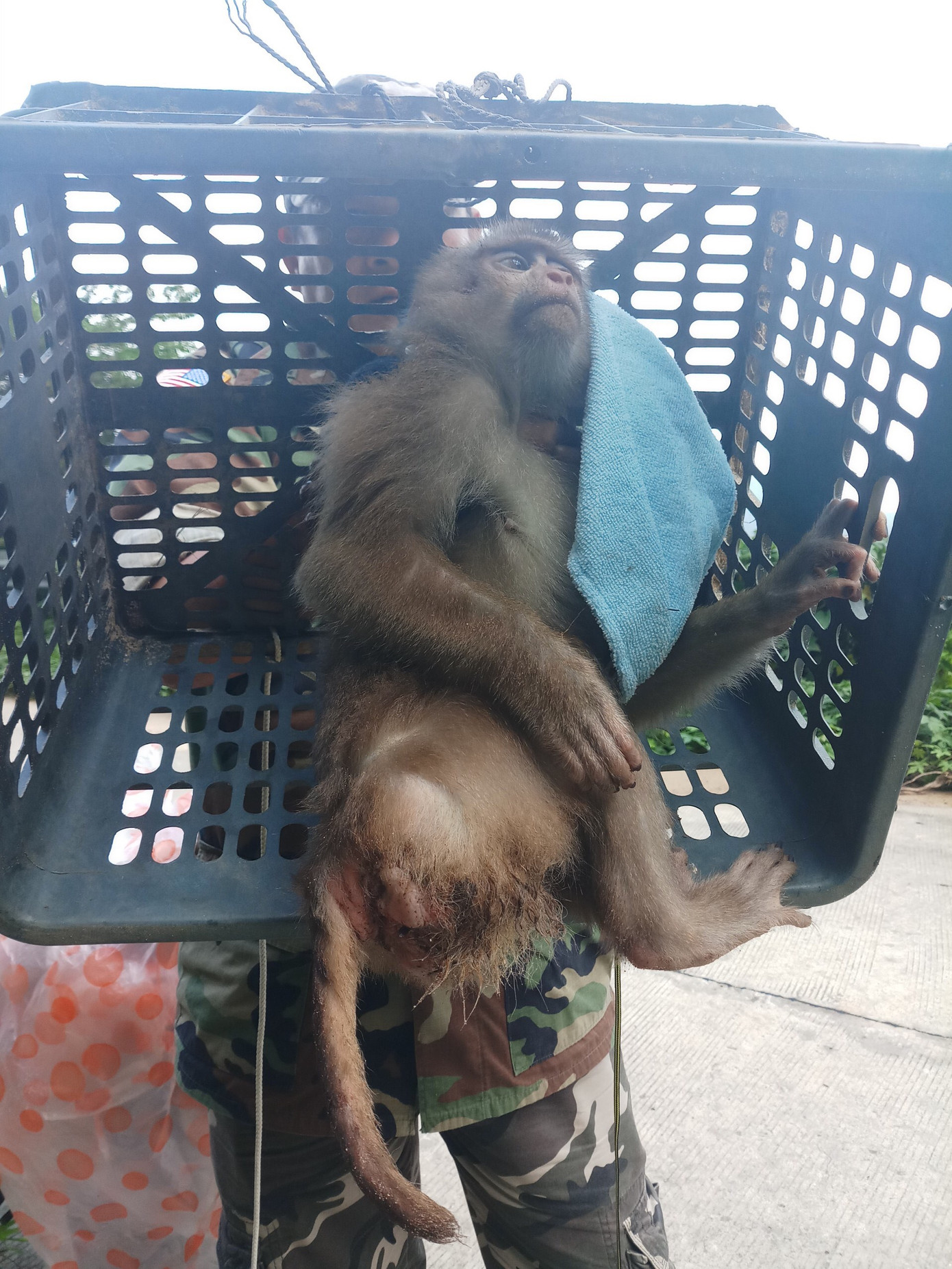 Xót xa những chú khỉ Sơn Trà mình đầy thương tích, cụt tay chân ảnh 3