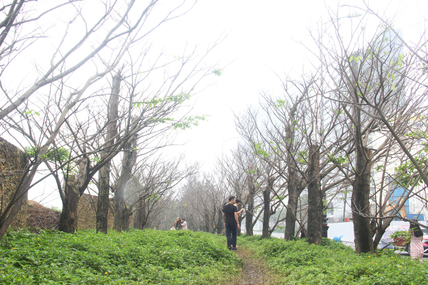 Đông đảo bạn trẻ 'check in' hàng cây mùa đông lạ mắt ven biển Đà Nẵng ảnh 6