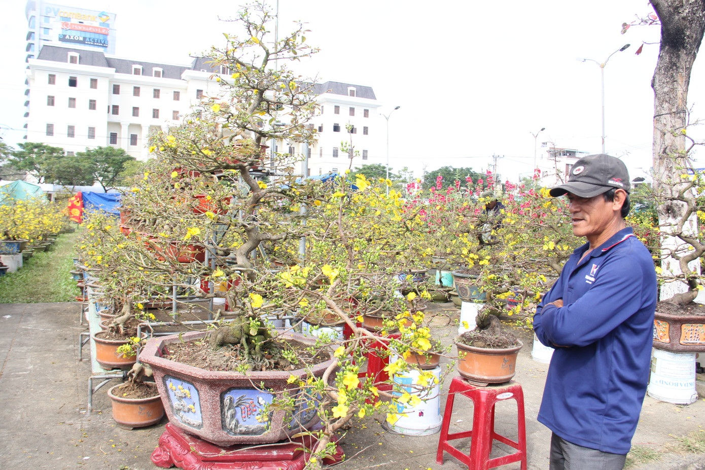 Đà Nẵng: Hoa mai thi nhau 'cười', người bán mếu ảnh 8