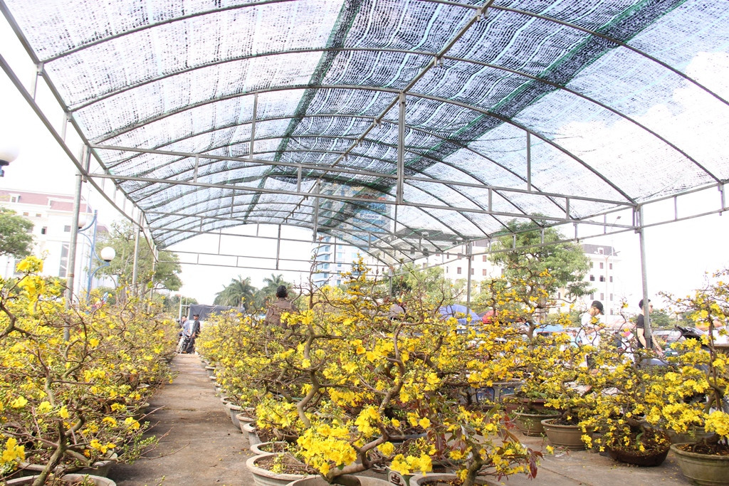 Đà Nẵng: Hoa mai thi nhau 'cười', người bán mếu ảnh 4