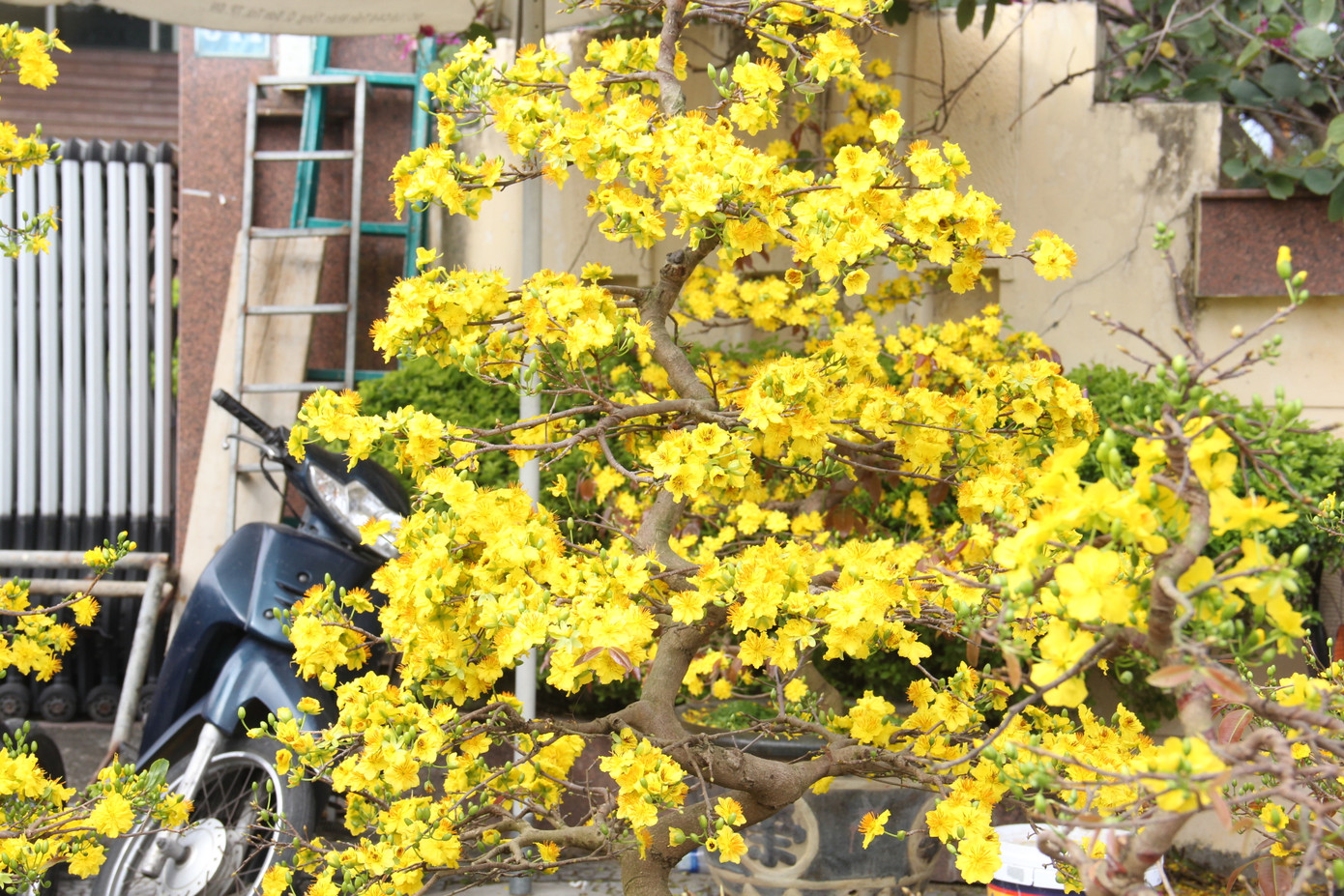 Đà Nẵng: Hoa mai thi nhau 'cười', người bán mếu ảnh 5